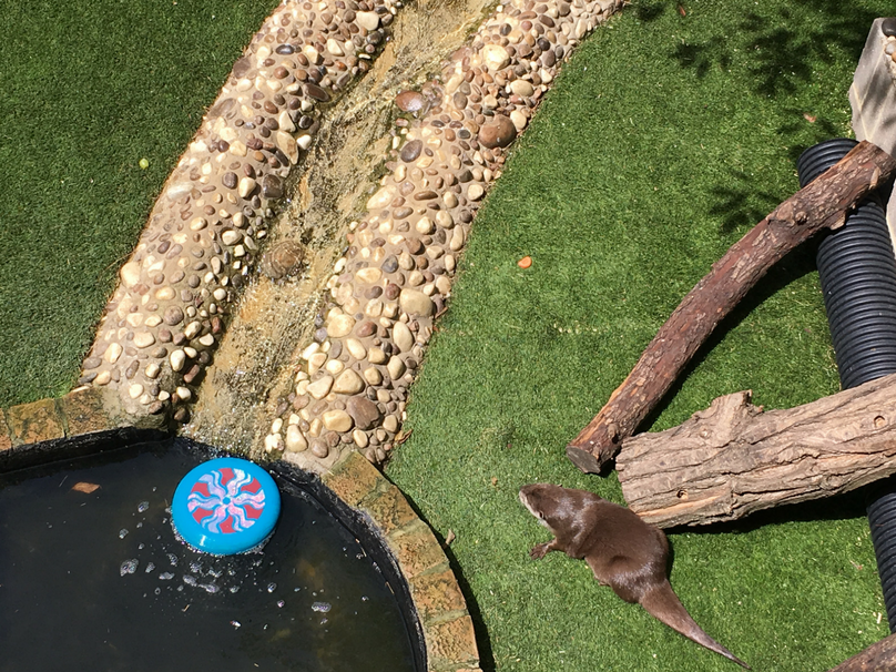 A look at the new Otter enclosure at Sealife Adventure Southend